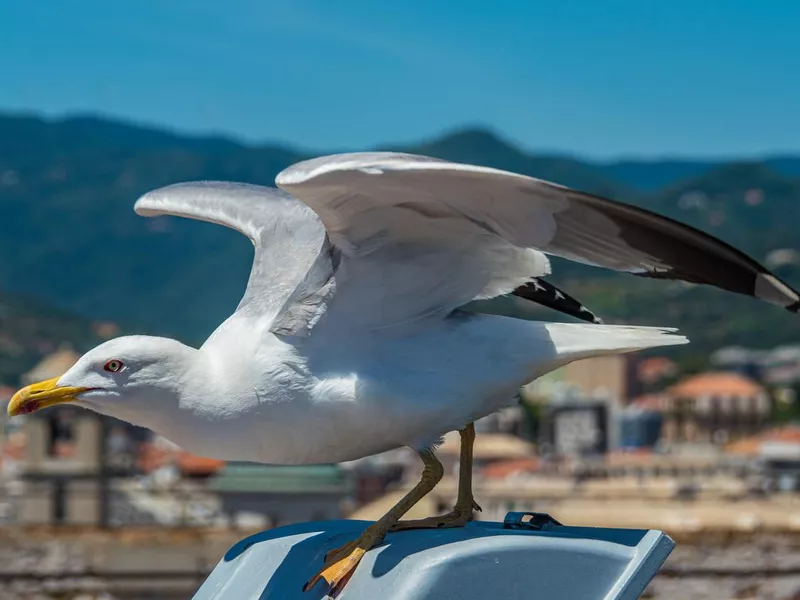 European Herring Gull