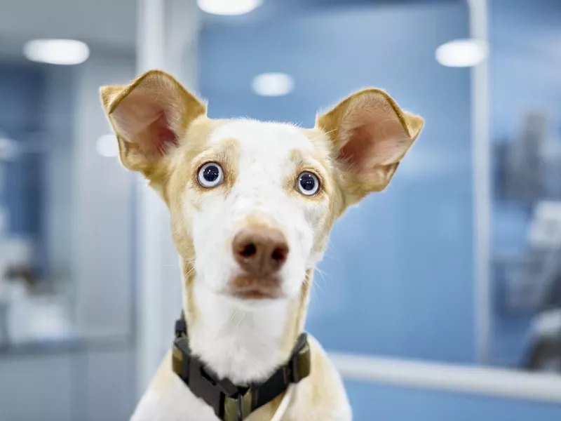 Dog staring