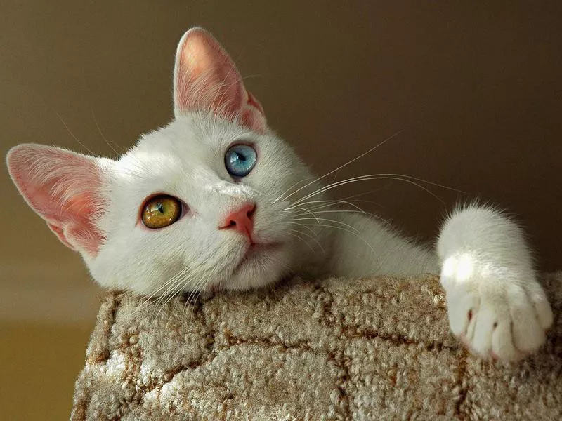 Turkish Van cat