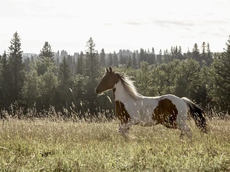 Running Horse