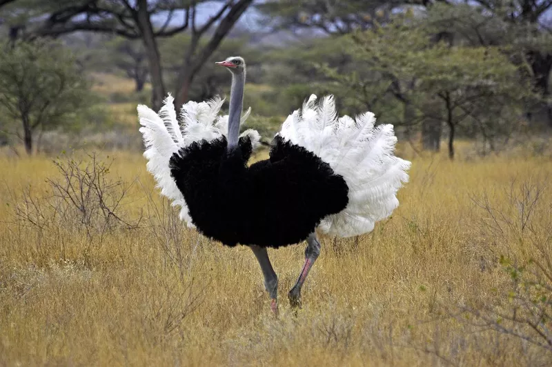 Ostrich in field