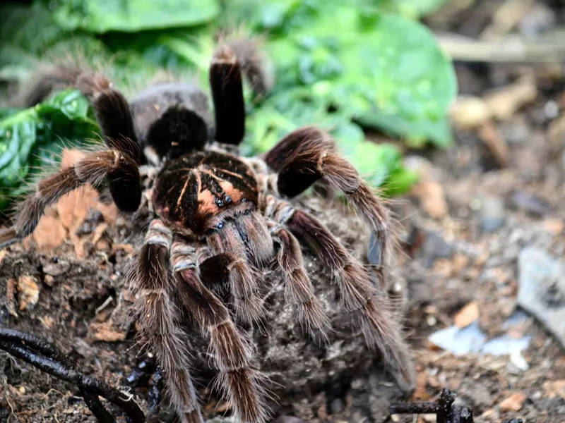 This beautiful angry spider