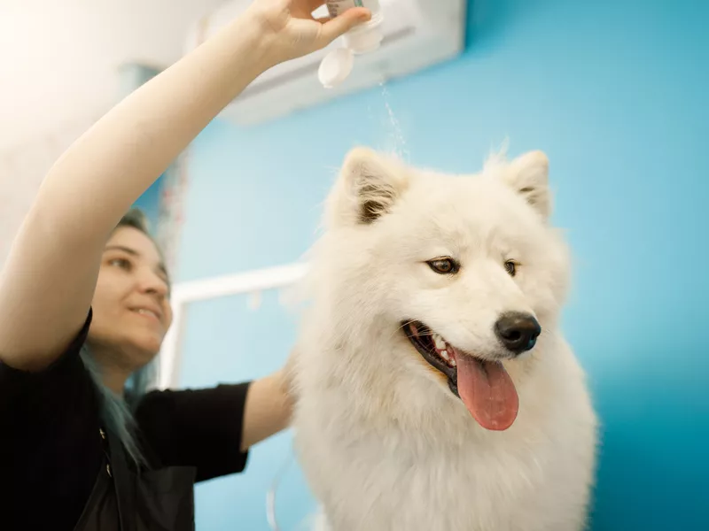 talcum powder on dog