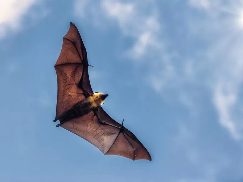 Flying Fruit Bat Against The Sun Wide Spread Wings