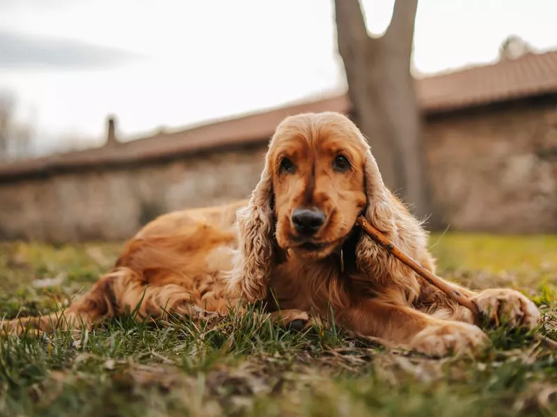 Playful cocker spaniel dog