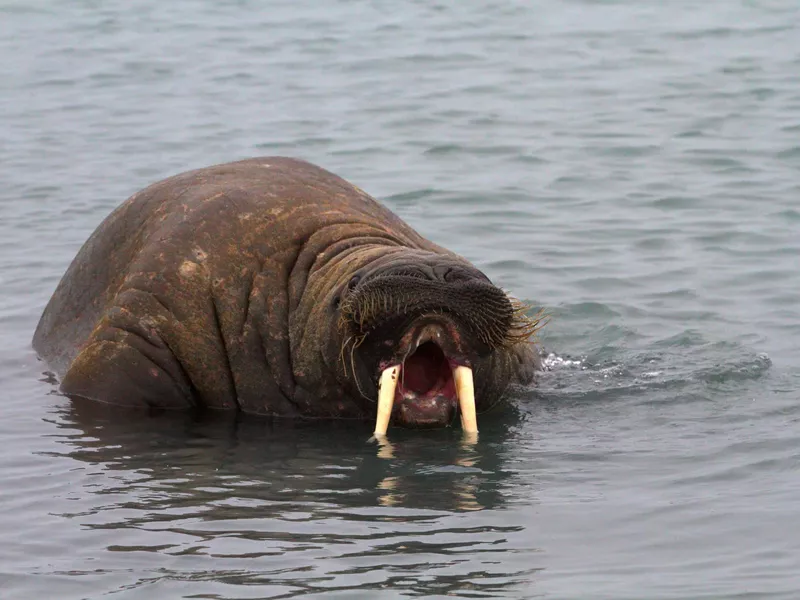 Closeup of a walrus with a big yawn while swimming in the cold waters of Svalbard in Norway