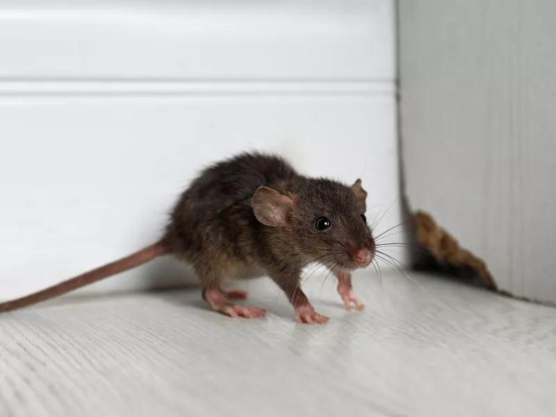 house mouse