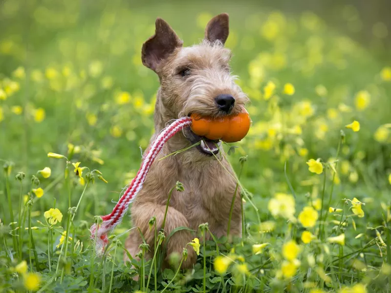 Lakeland Terrier