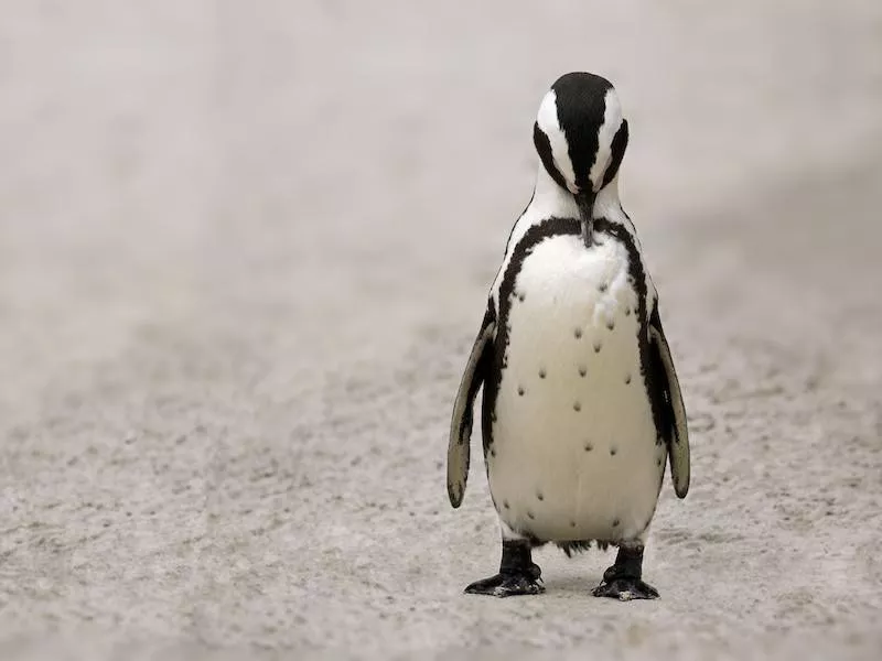 African Penguin