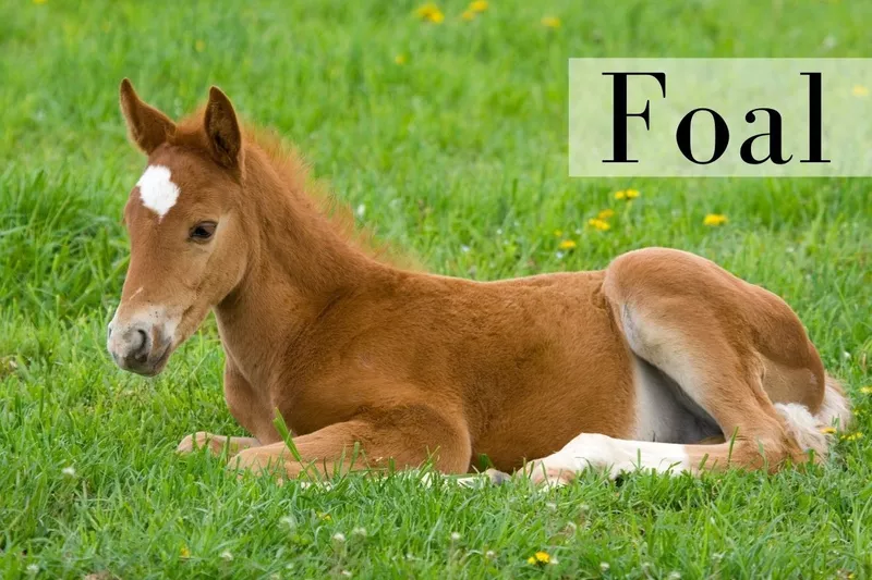 Foal