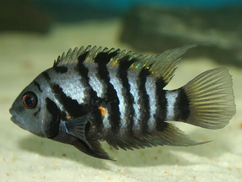 Convict Cichlid