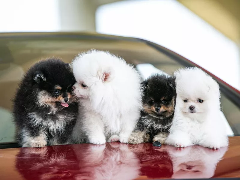 Teacup pomeranian