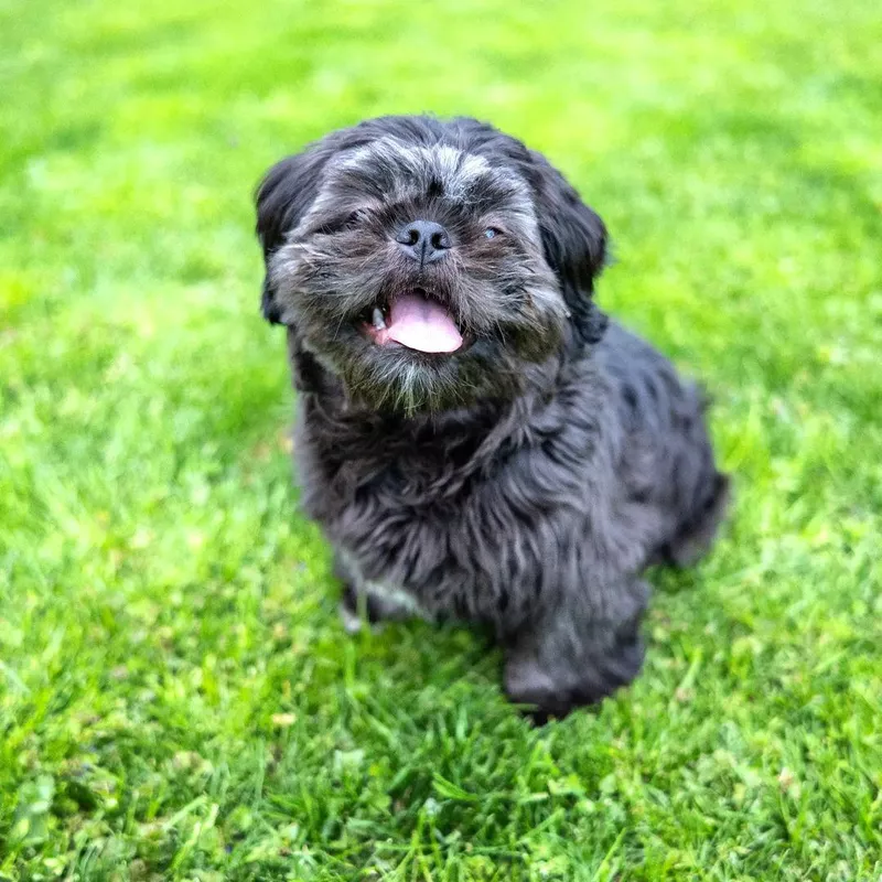 Baby Shih Tzu in the grass