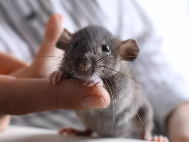 Woman with small rat on sofa