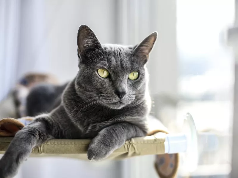 Russian Blue