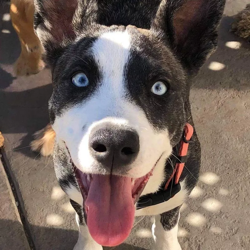 Fun Fact: Pitbull Husky Mix