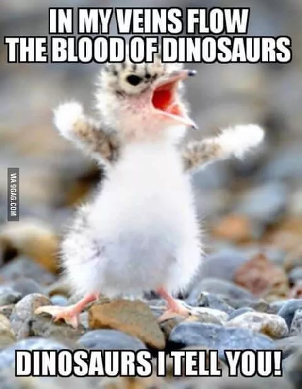 Angry chick meme
