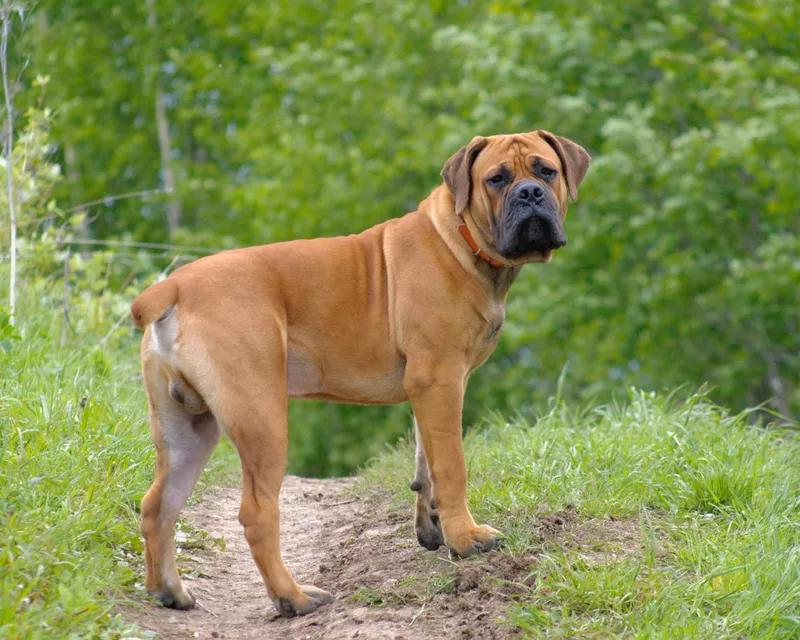 South African boerboel
