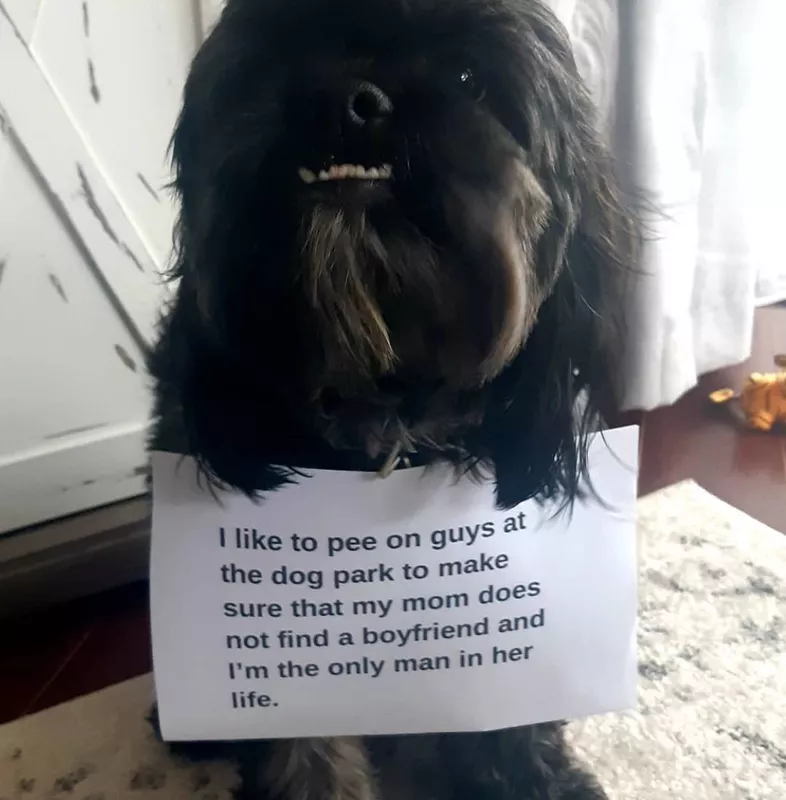 Black Havanese dog