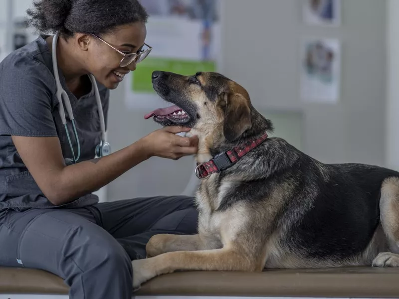 Dog at the Veterinarian