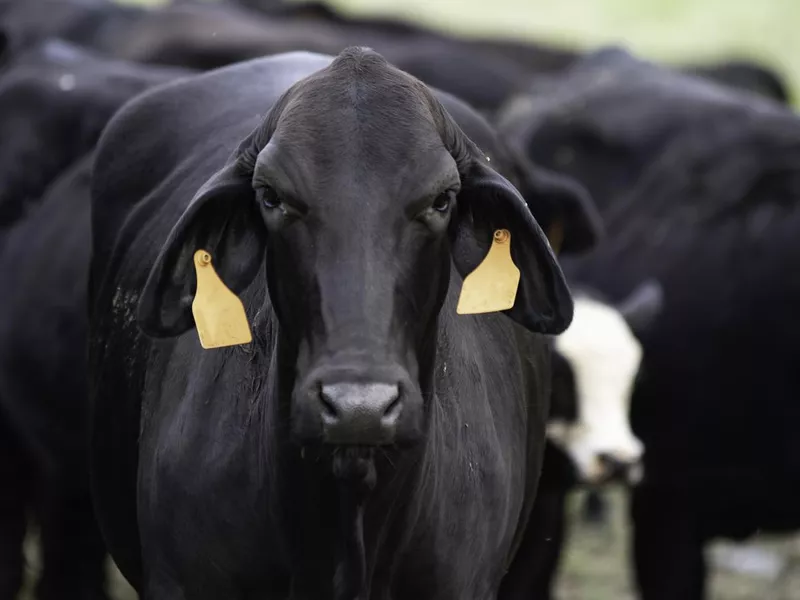 Brangus cow portrait
