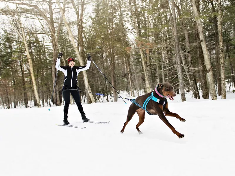 A skijoring woman have fun in forest