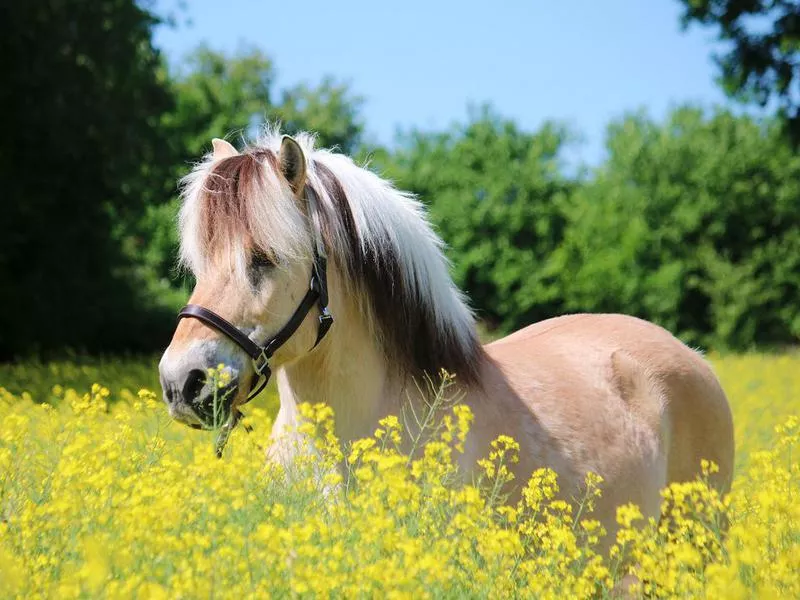 Norwegian Fjord Horse (Expensive Horse Breeds)