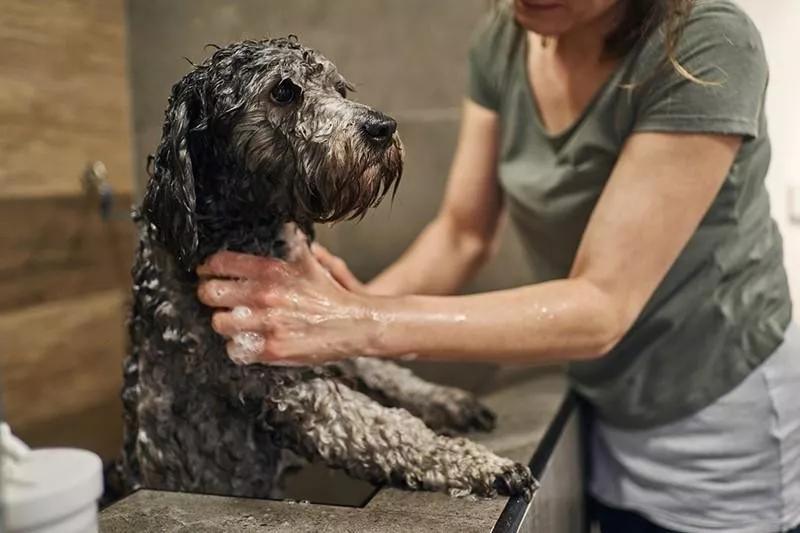 Dog in the bath