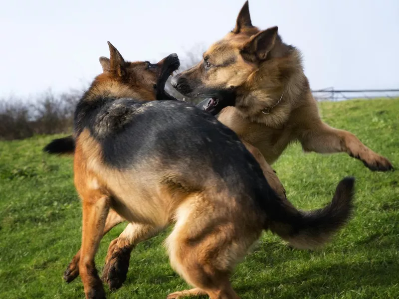 German Shepherds Playing
