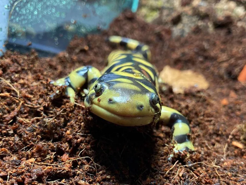 Tiger Salamander