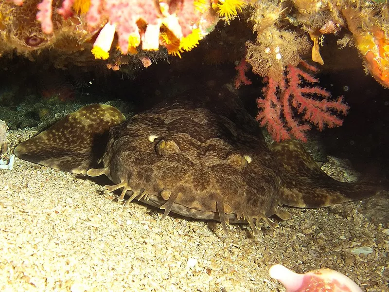 Wobbegong shark