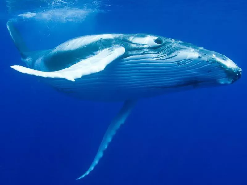 whales