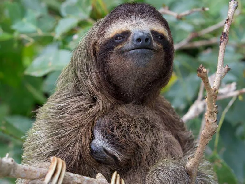 Pygmy Three-Toed Sloth