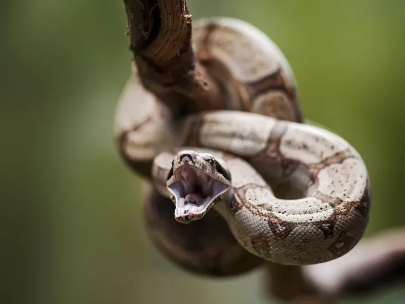 Red-tailed boa