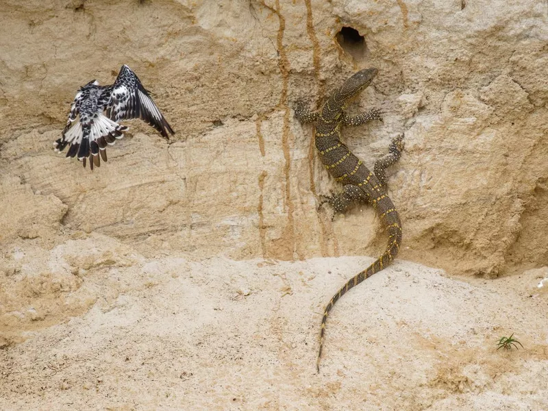Pied Kingfisher (Ceryle rudis) attacking a nile monitor lizard (Varanus niloticus), Murchison Falls National Park, Uganda.