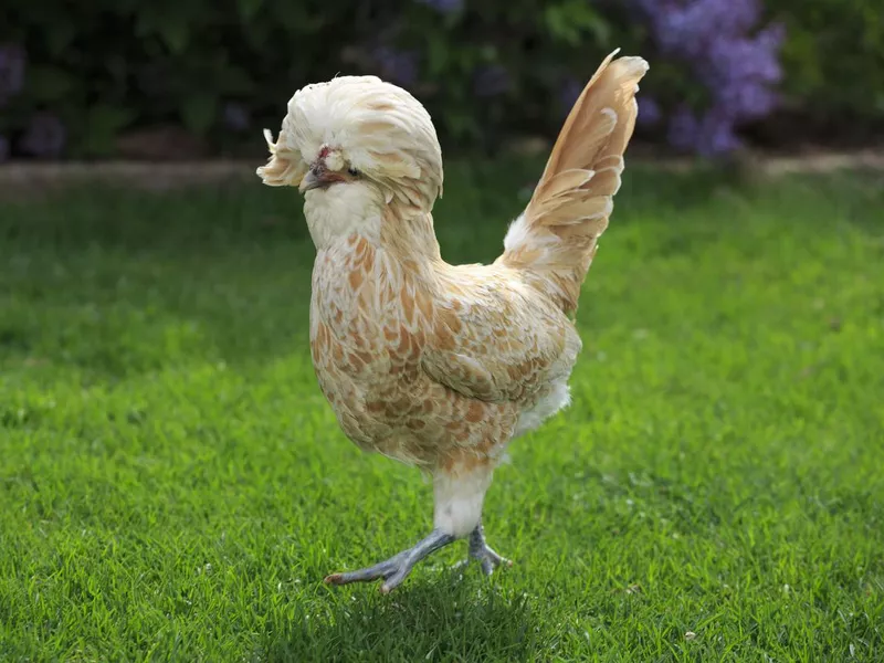 Buff Laced Polish Chicken