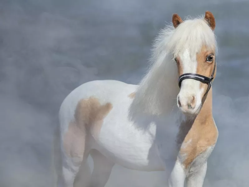 Paint American Miniature Horse on nature background.