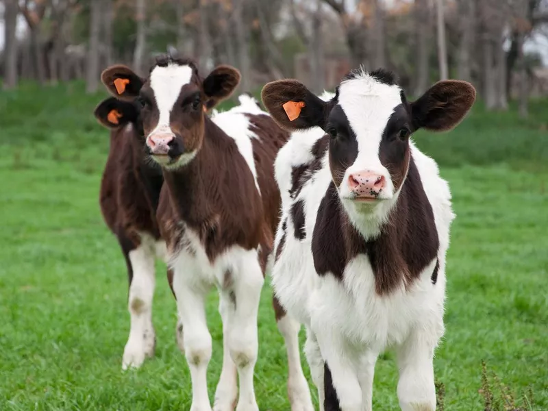 Holstein