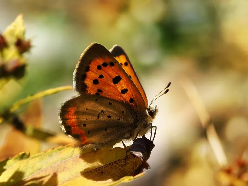 American Copper