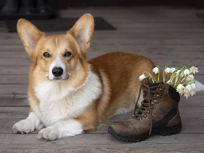 Welsh corgi lying down next to an old trekking boot