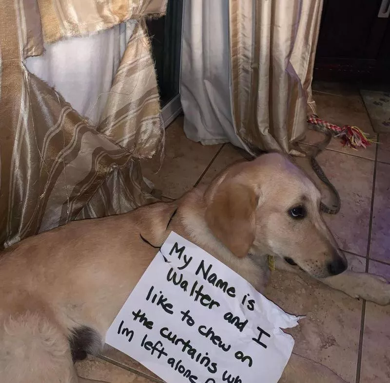 Golden retriever in trouble