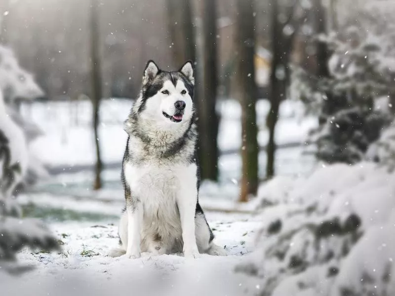 Smartest Dog Breeds: Alaskan Malamute sitting between pine trees in winter forest