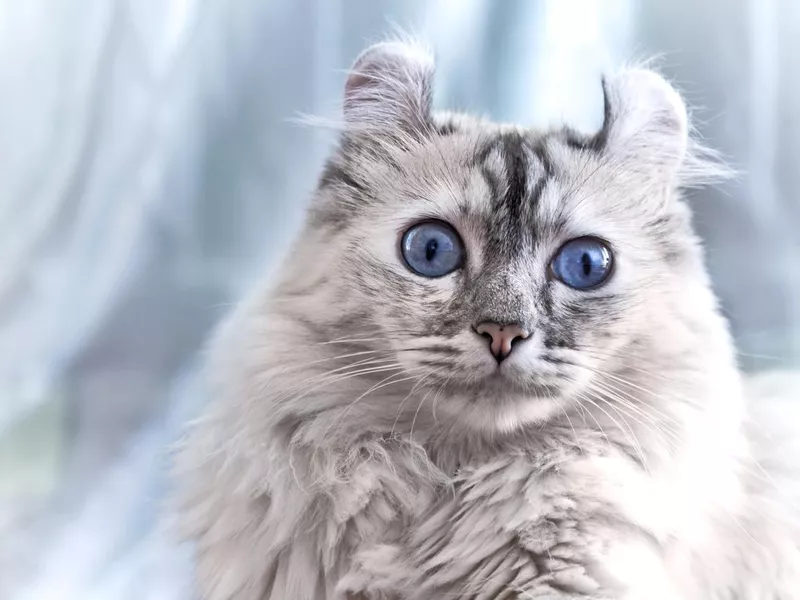 American curl cat