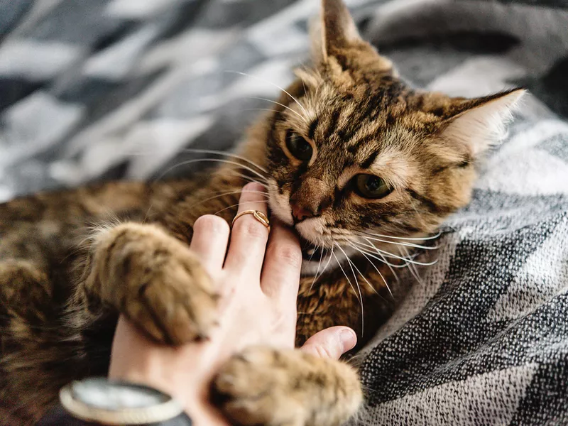 cat playing with woman