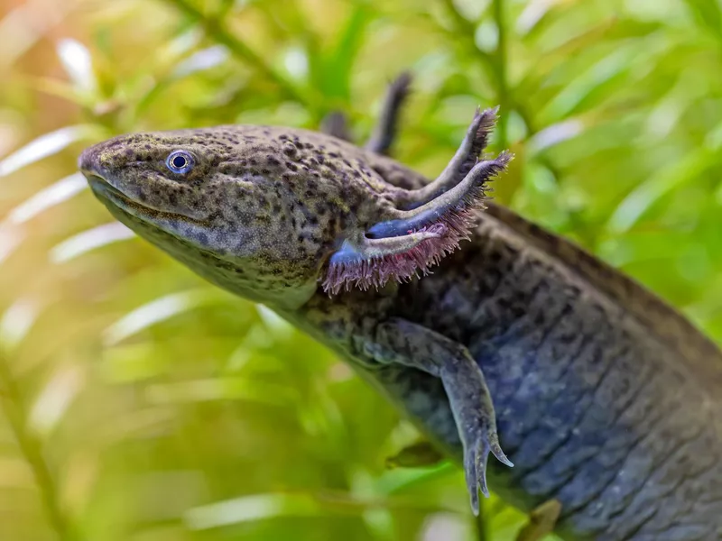 Portrait view of an Axolotl