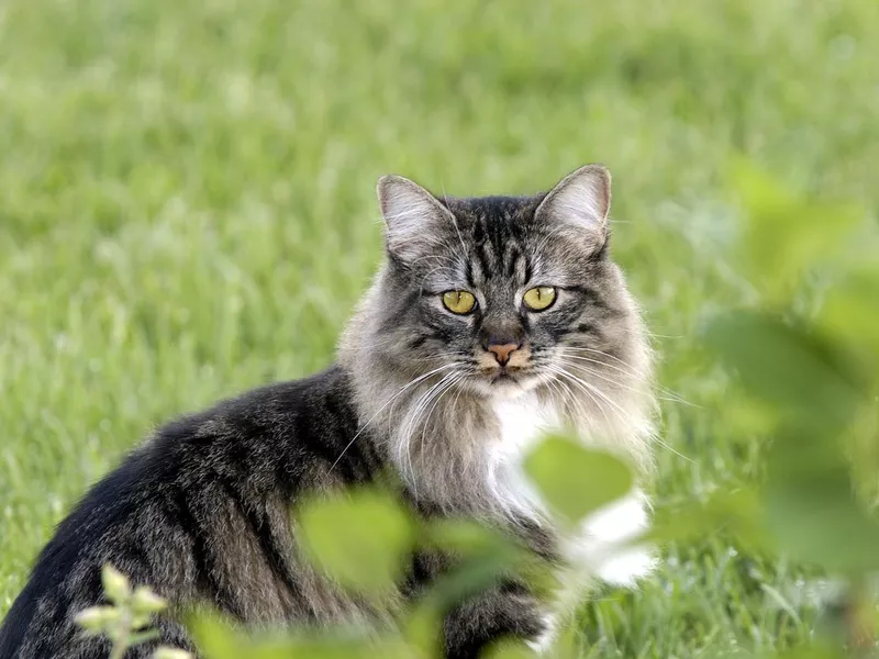 Manx Queen
