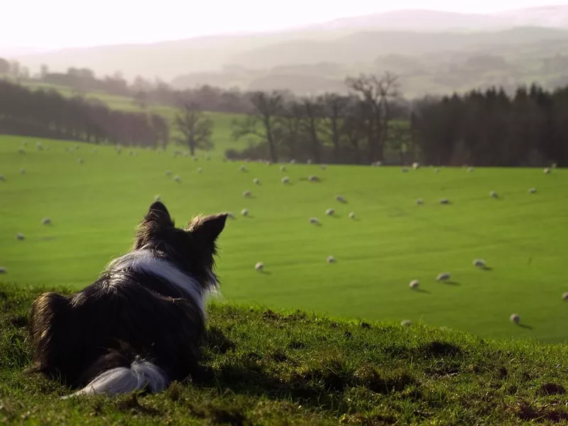 Farm Dog