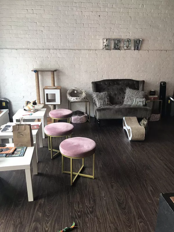 Pounce Cat Café and Wine Bar