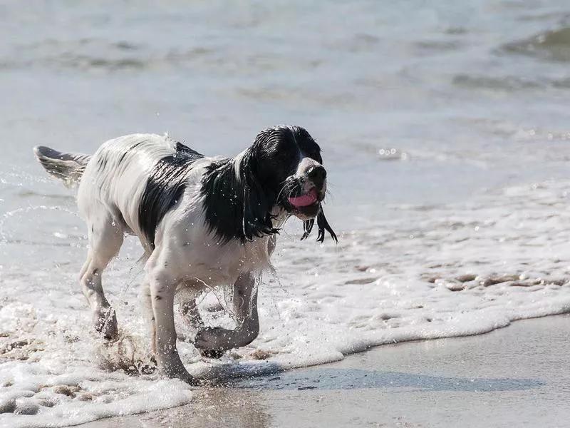 Spaniel dog retriving ball from the sea