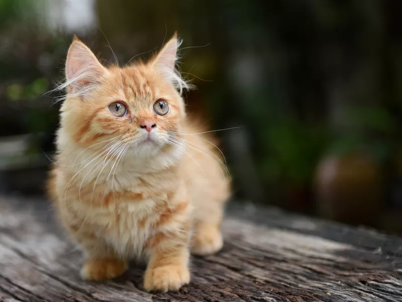 Munchkin cat